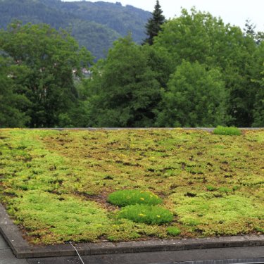 Grünes Dach für mehr Umweltfreundlichkeit